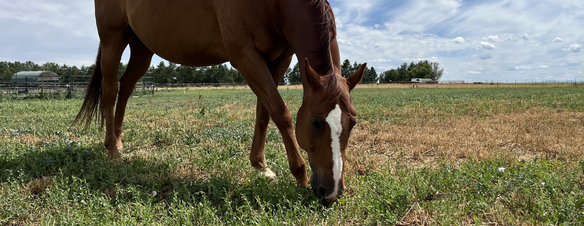 Giddy Up - January 2026